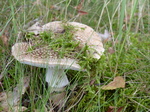 FZ020455 Moss on mushroom.jpg